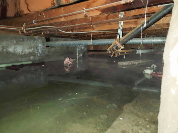 Best Flood damage cleanup  in Little River, SC